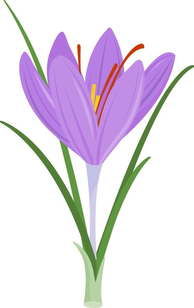 Saffron crocus flower. Crocus sativus. Purple saffron with green leaves isolated in white background. vector