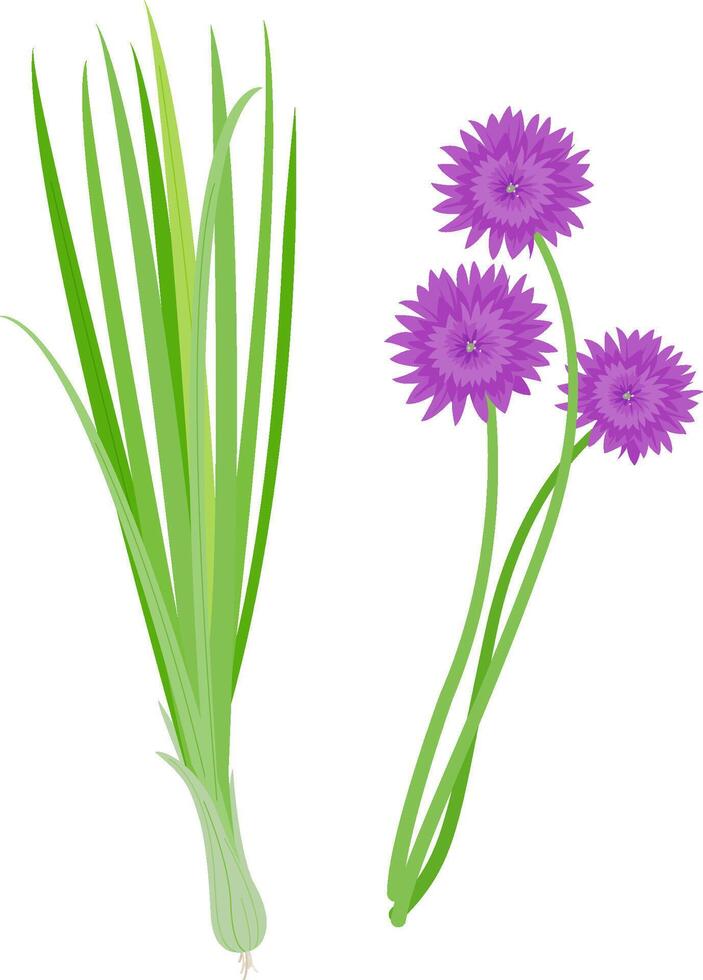 Fresh green chives bunch and blossoms from the garden. Allium schoenoprasum isolated in white background. vector
