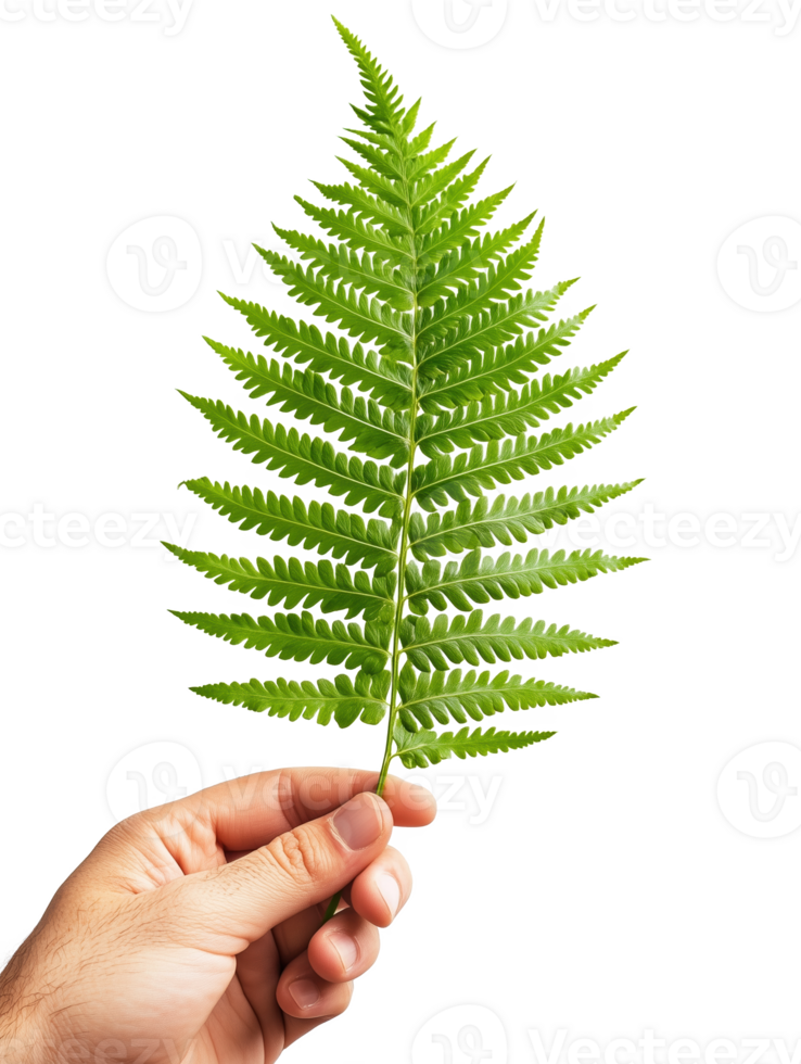 A person holds a vibrant green fern leaf against a minimalistic png