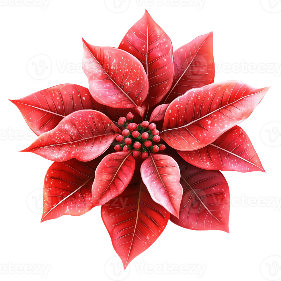 Beautiful clip art representation of a poinsettia flower with vibrant red leaves png