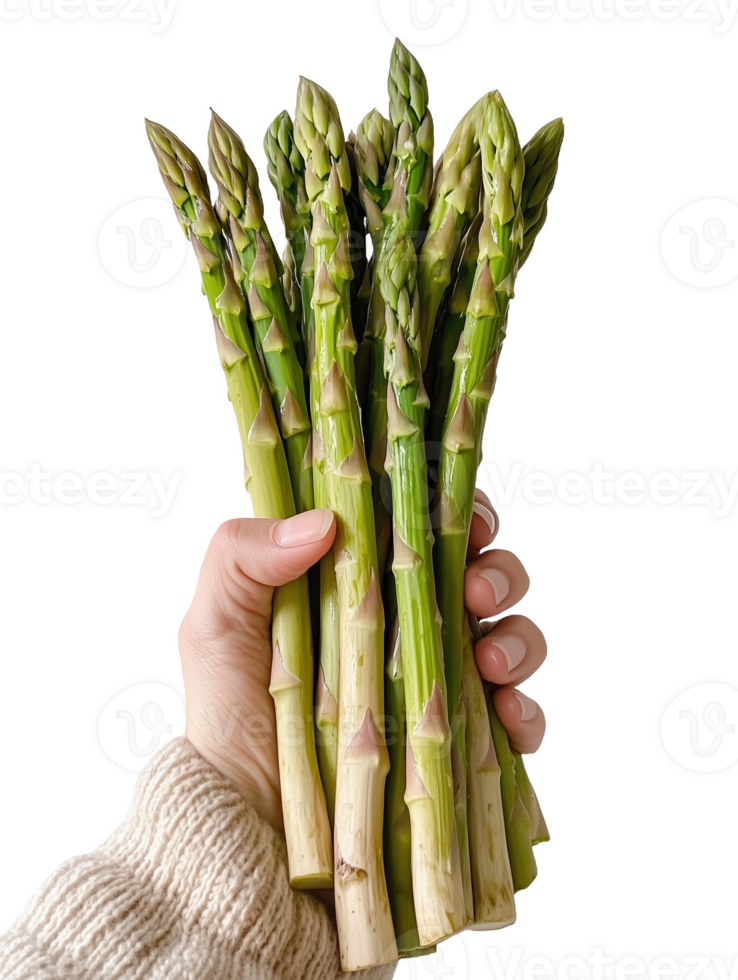 Fresh asparagus spears held in hand against a neutral indoors png