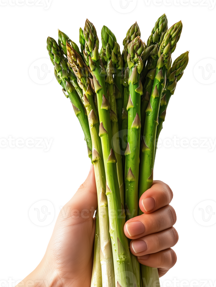 Fresh asparagus spears held in hand against a plain png