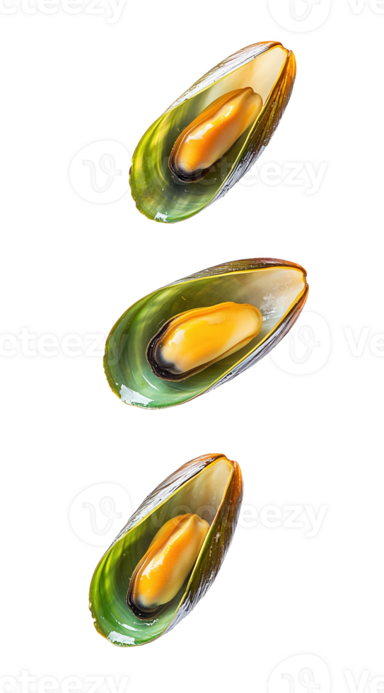 Floating green mussels create an artistic display of natures culinary treasures png