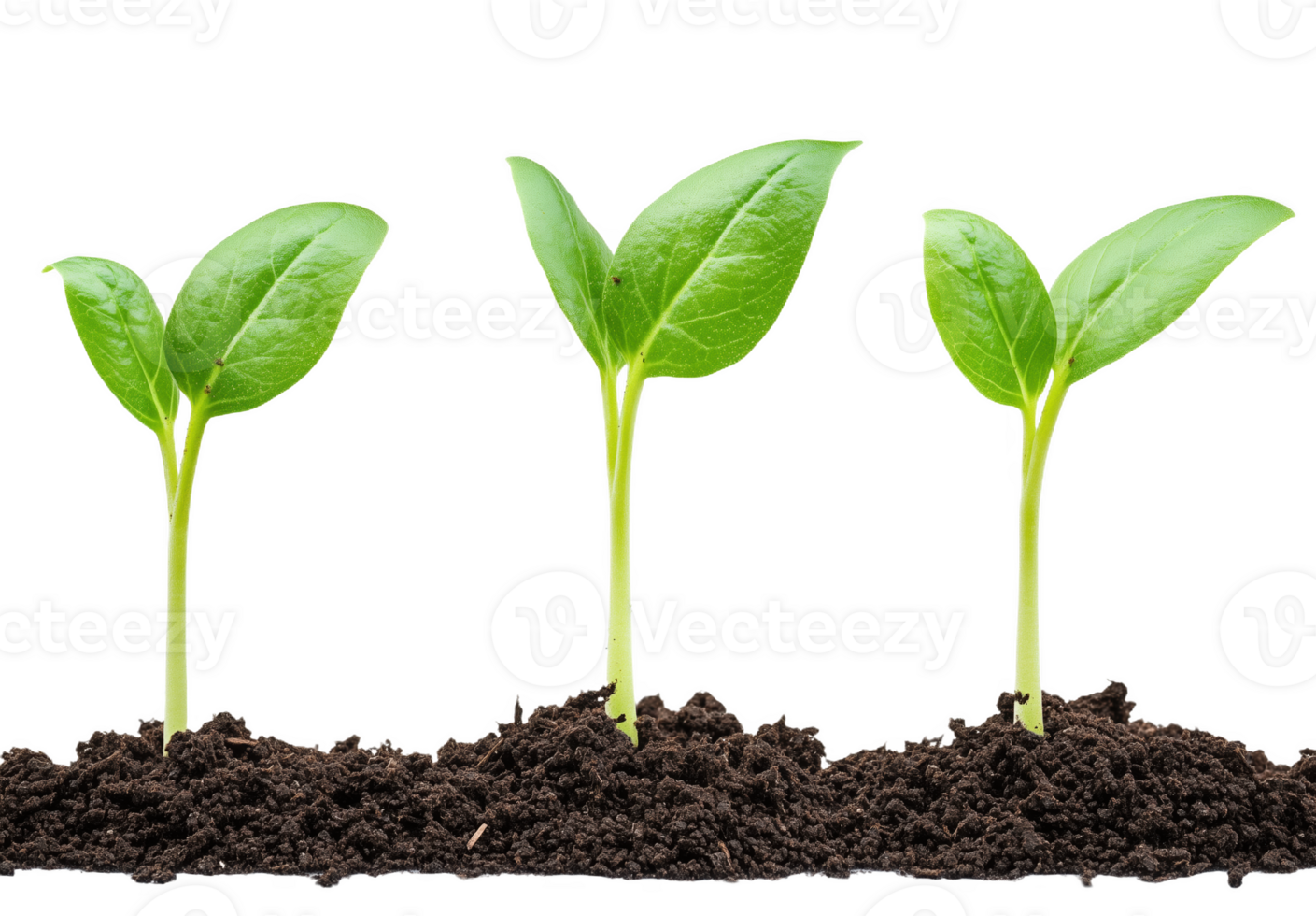 Fresh green seedlings emerging from dark soil in vibrant growth under natural light png