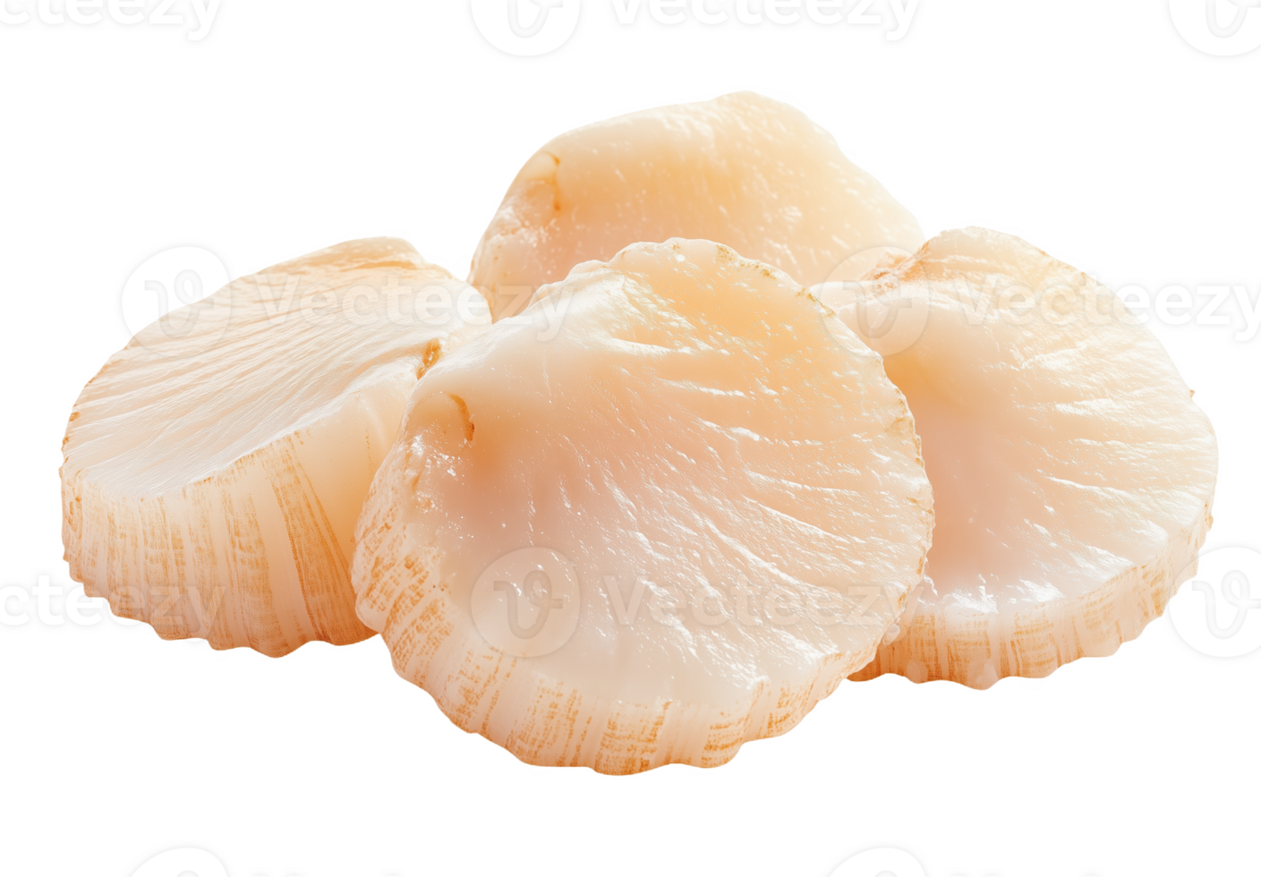 Fresh and bright raw frozen large scallops ready for culinary delight png
