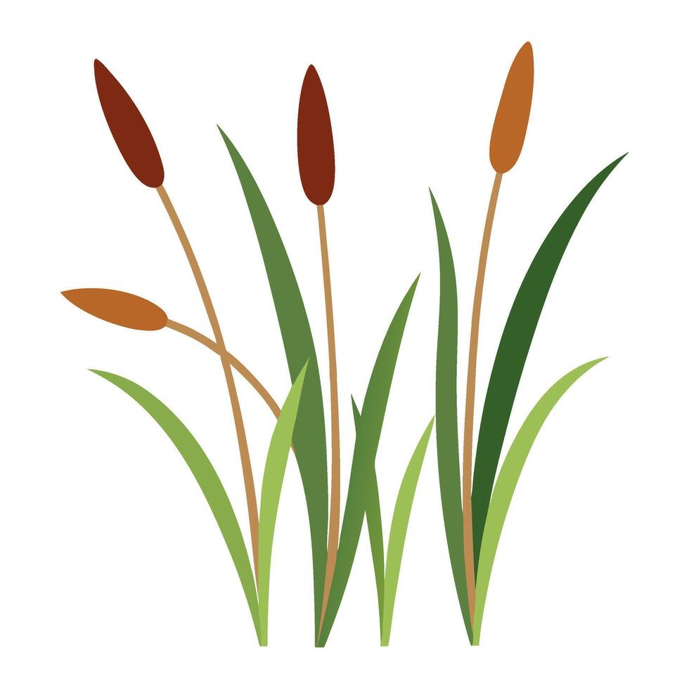 Reedmace plant. Bulrush, cattail or cane. Floral element flat style isolated. illustration vector