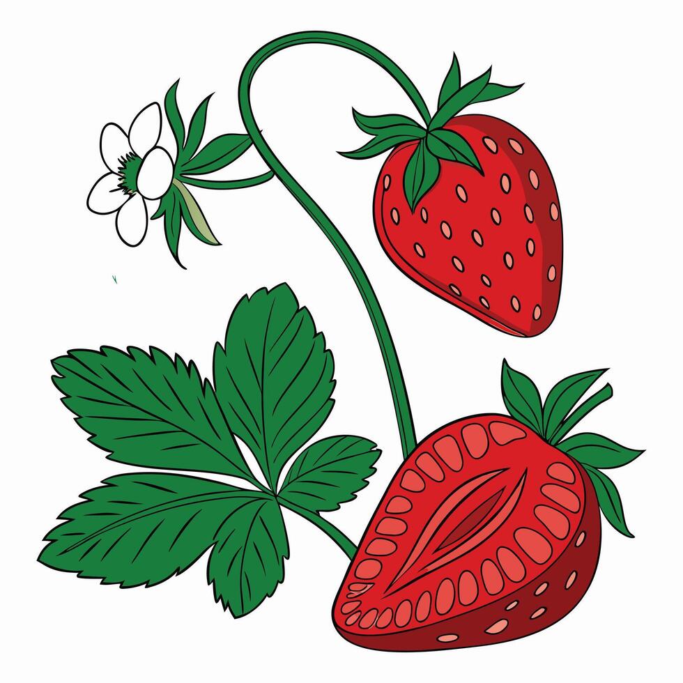 realistic Strawberry on white background vector