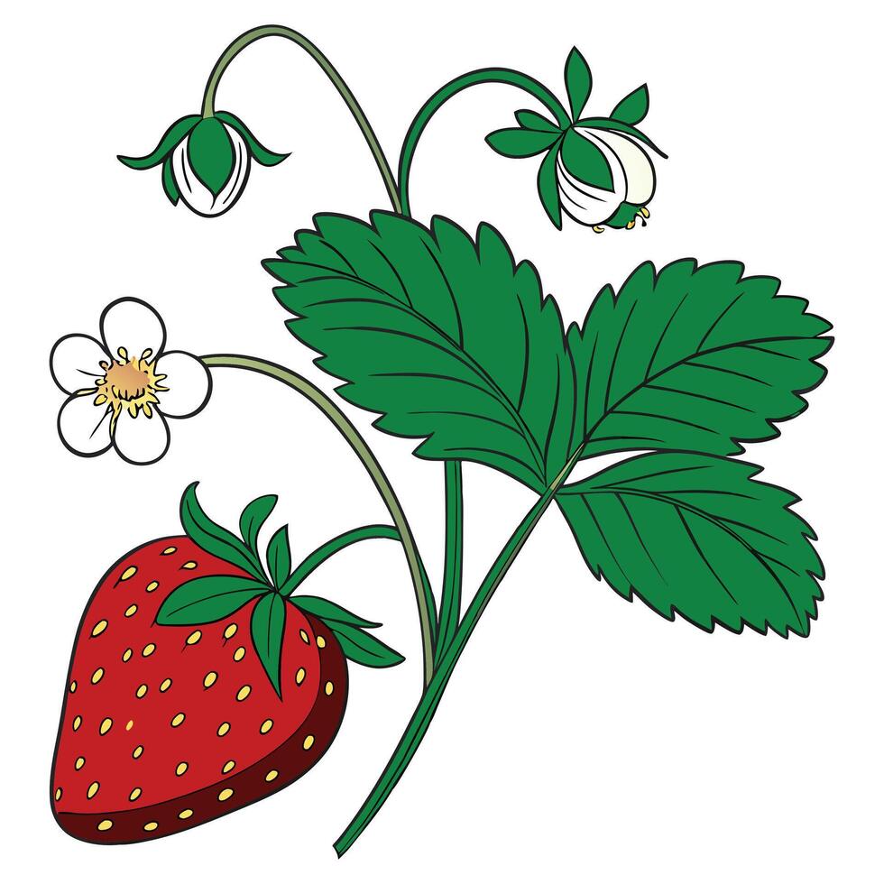 realistic Strawberry with Green Leaf vector