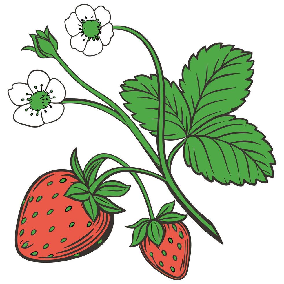 Red strawberry seamless border. Ripe red berries, flowers and leaves vector
