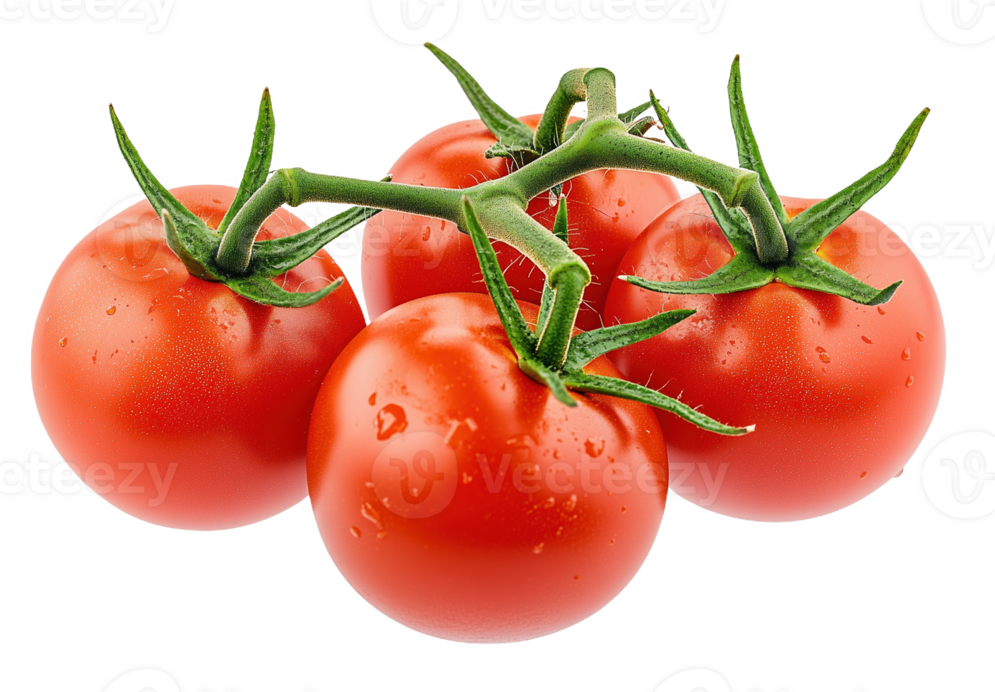 Freshly harvested tomatoes on the vine, vibrant and juicy, perfect for culinary creations png