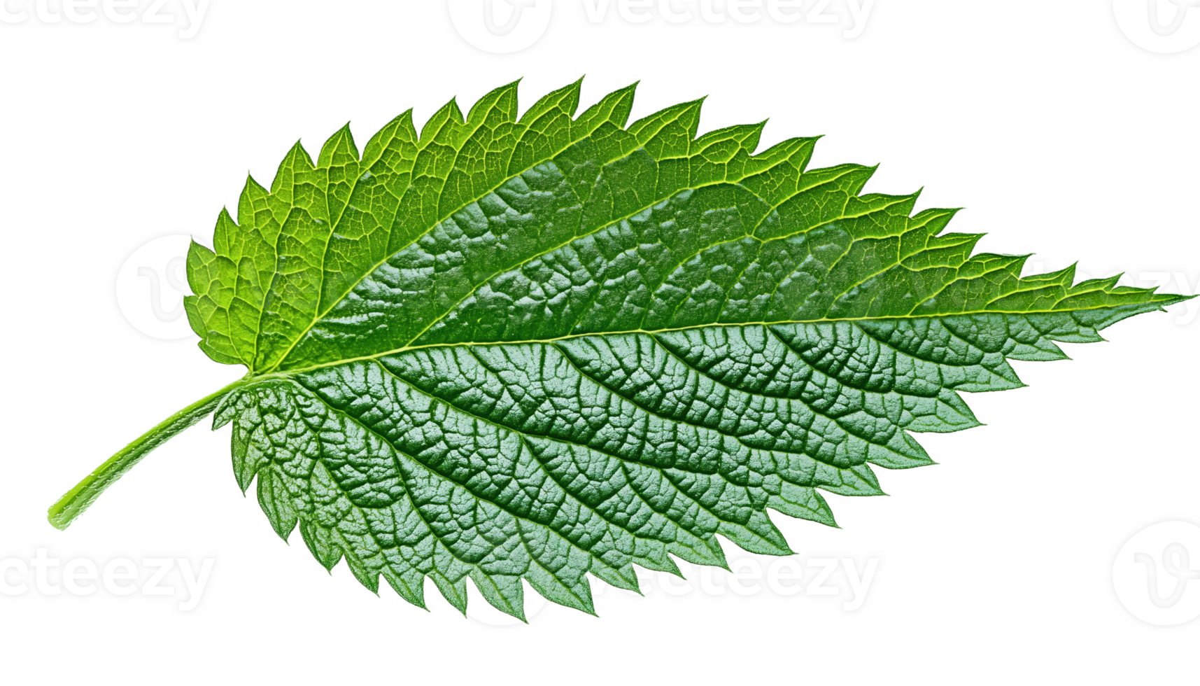 The vibrant green nettle leaf showcasing sharp edges and intricate textures in nature png