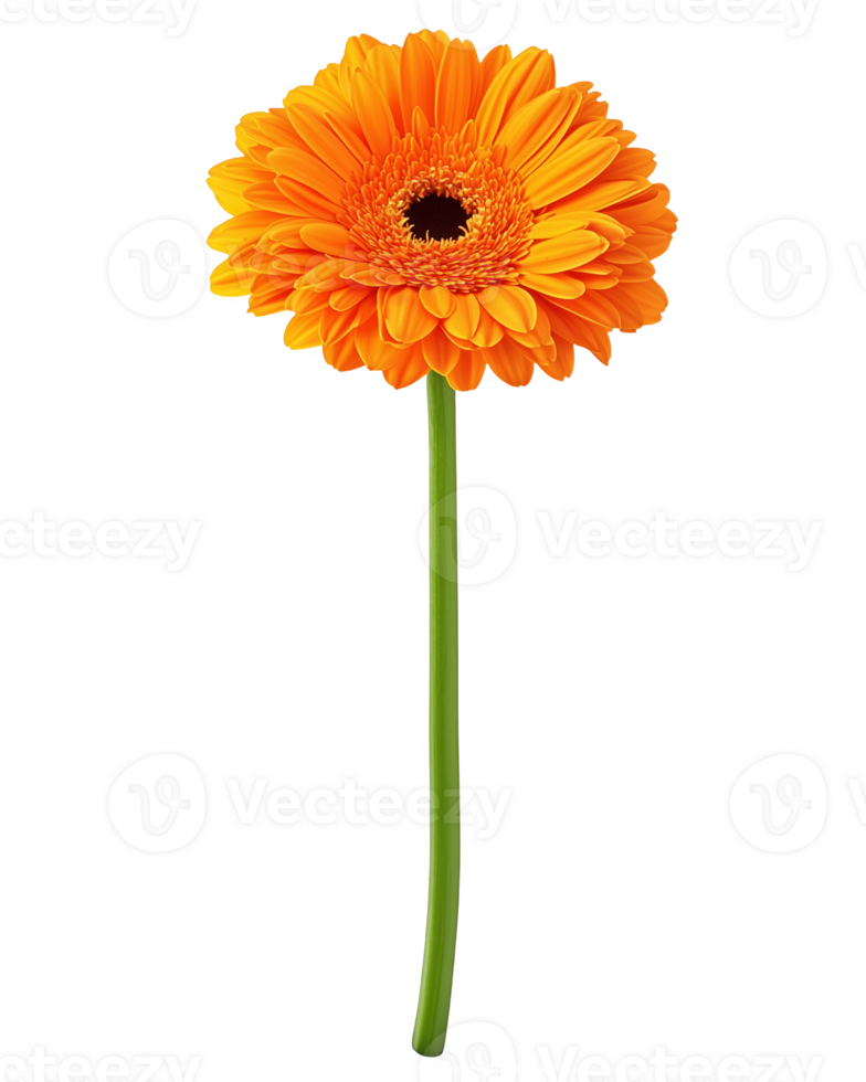 Vibrant orange gerbera daisy gracefully standing tall with its lush green stem png