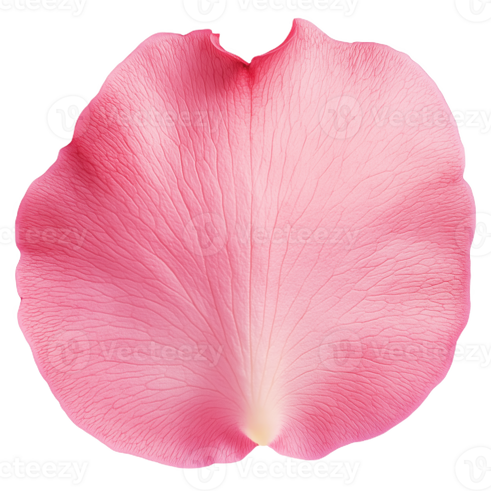 Soft and delicate rose petal with a fluffy texture captured from above png