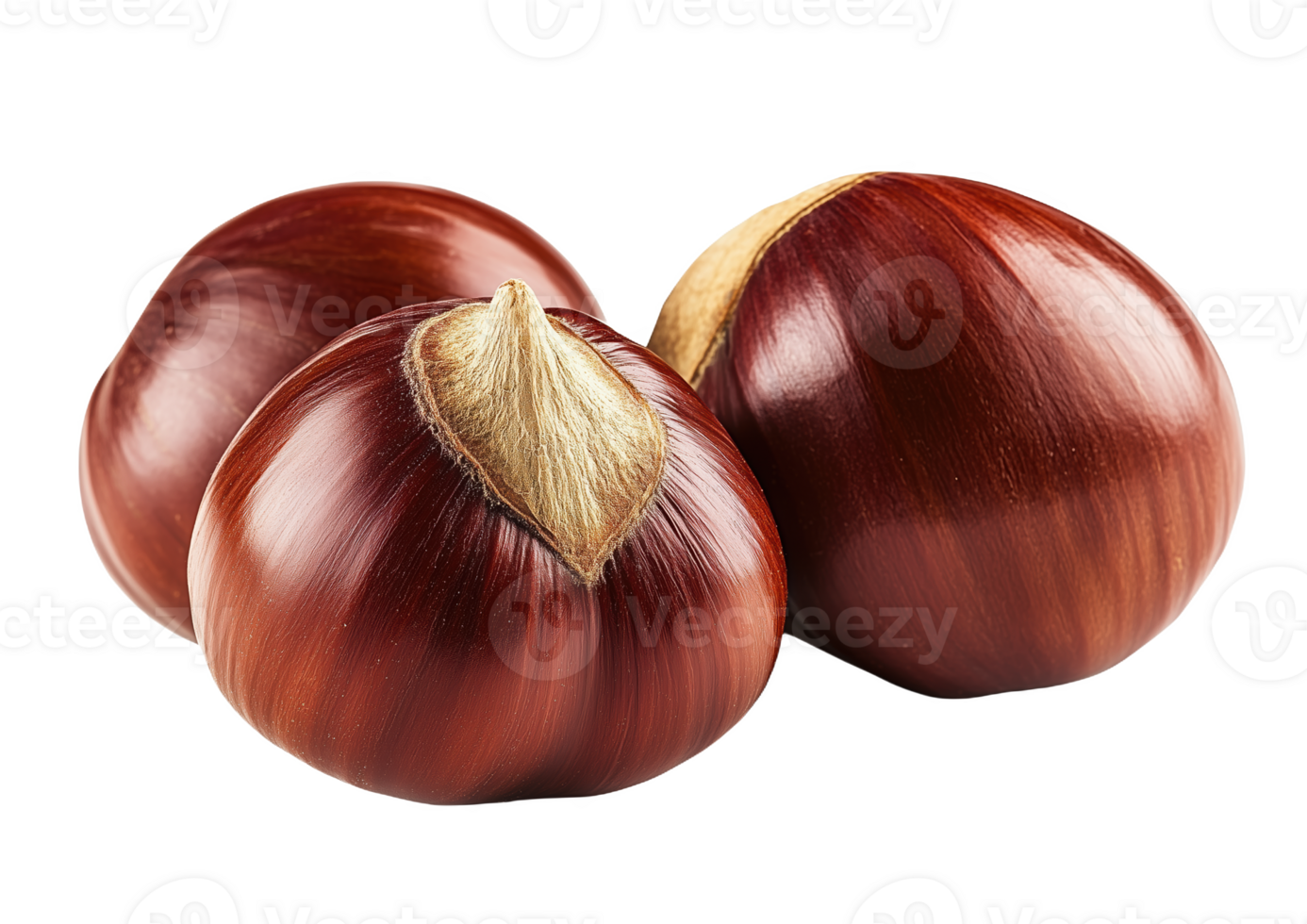 Three glossy chestnuts nestled together, showcasing nature's autumn bounty beautifully png