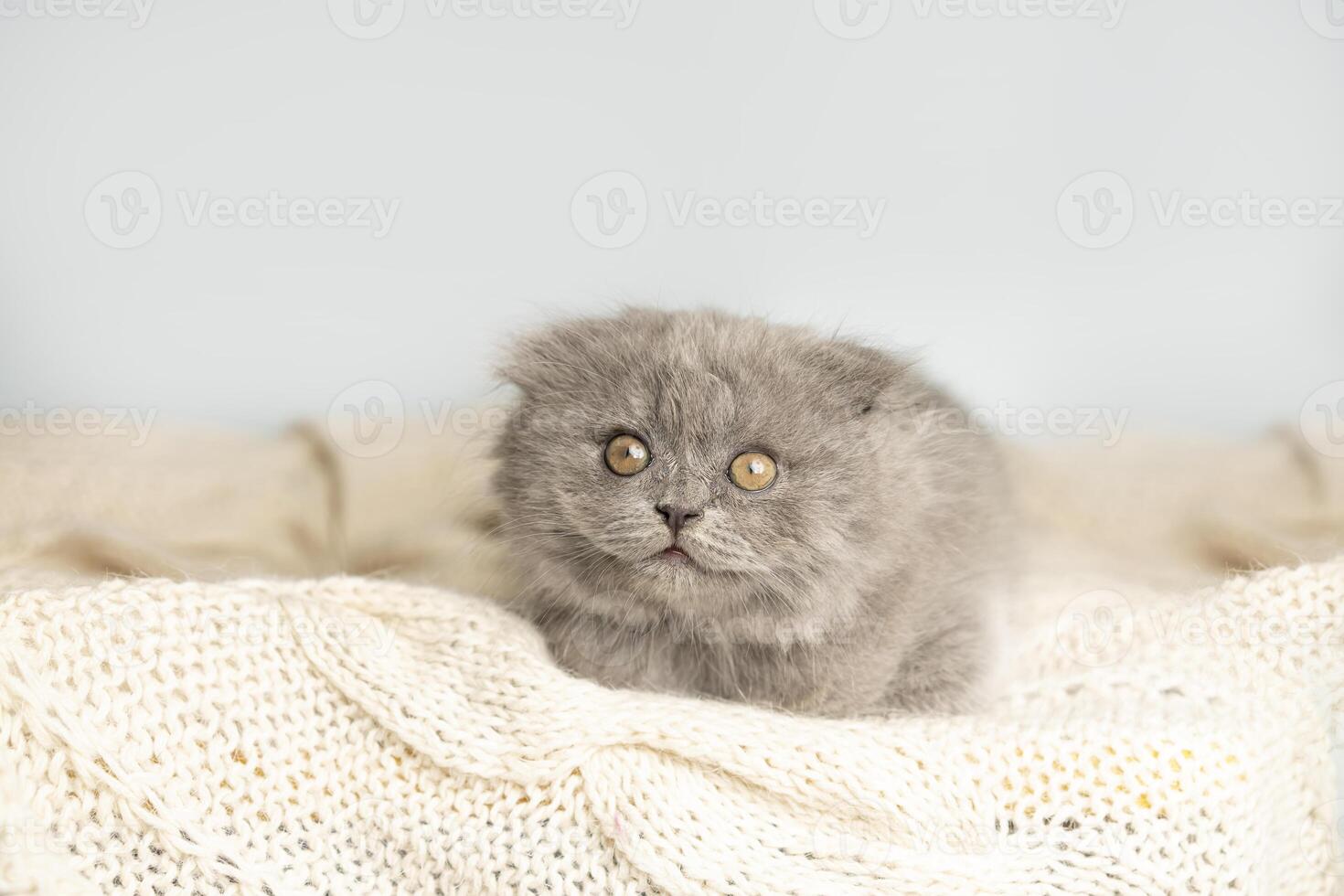 Cute fluffy kitten of the Scottish Fold breed in a cozy knitted plaid looks up on a white background photo