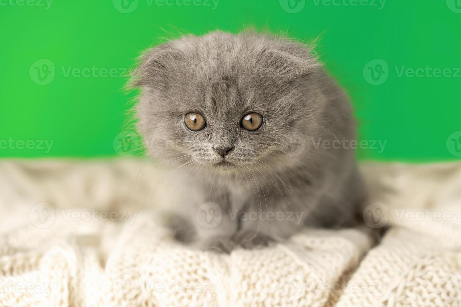 A cute fluffy kitten of the Scottish Fold breed in a cozy knitted plaid looks into the camera on a green background photo