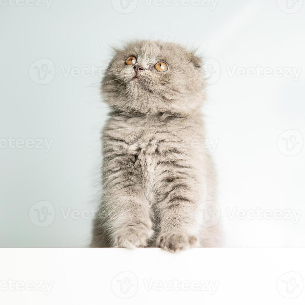 Fluffy Scottish Fold kitten sits on a blue background and looks up. Advertising banner, pets photo
