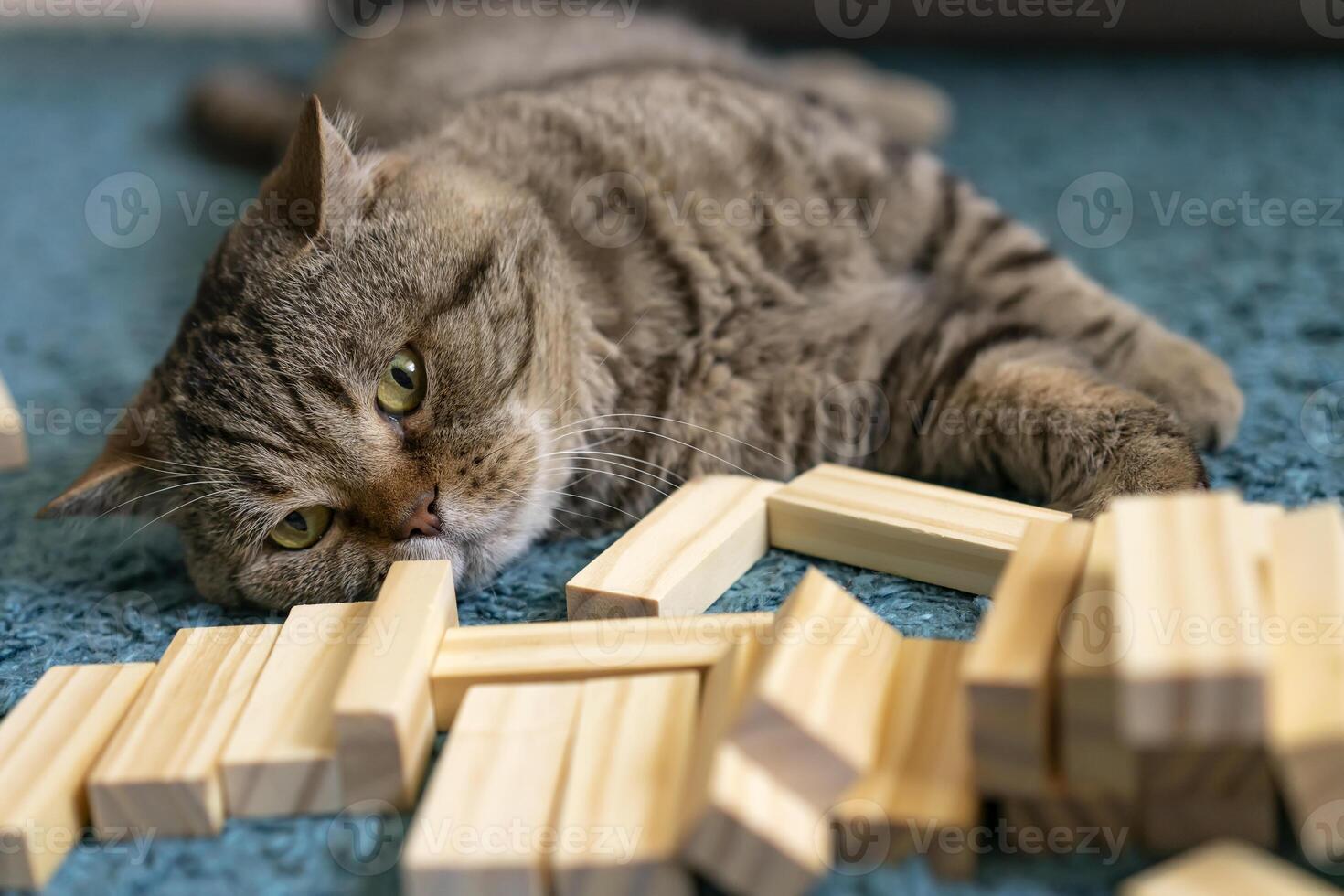 A striped British Shorthair pet with a chocolate spot plays with wooden blocks on a turquoise carpet and look at the camera photo