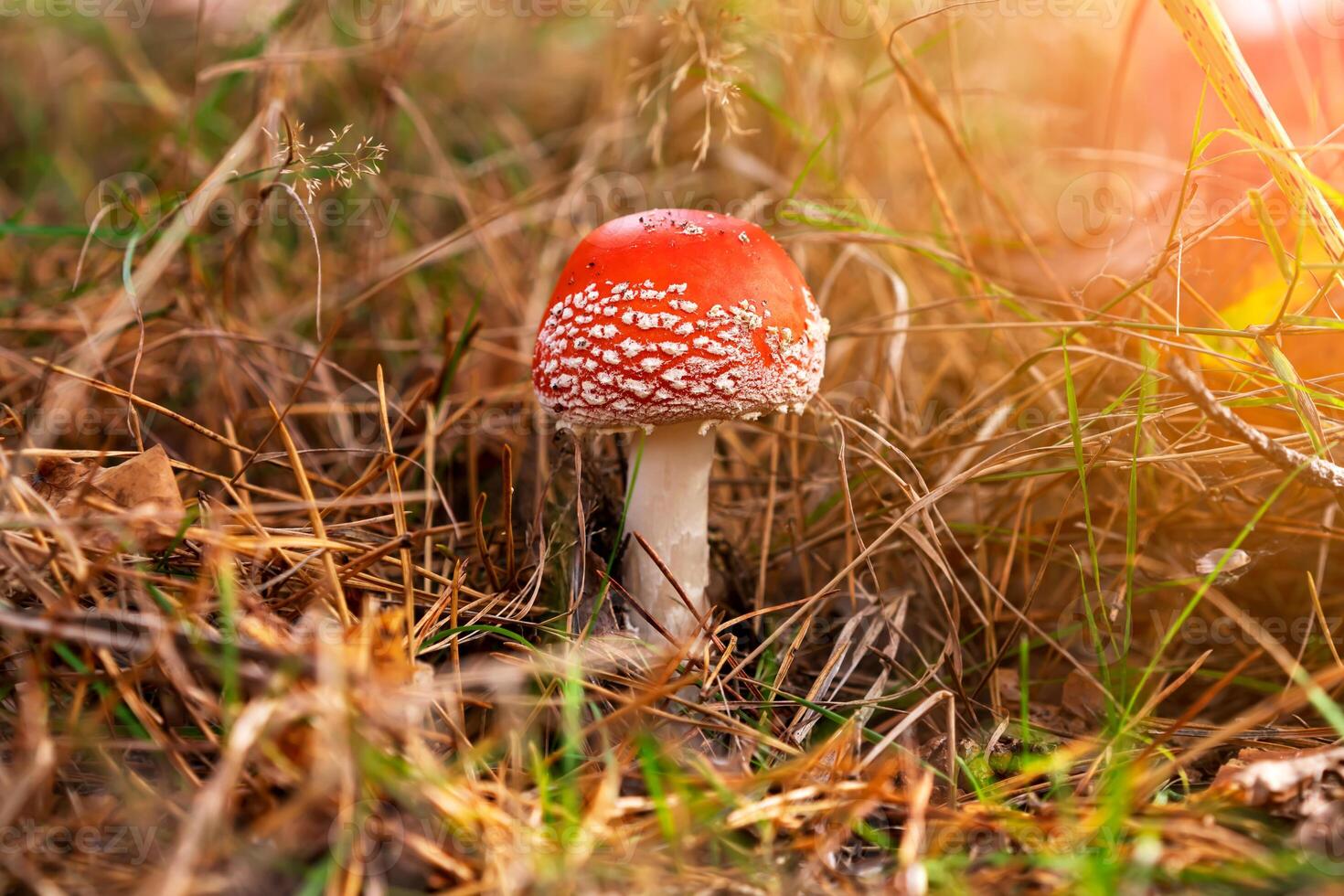 Fly agaric in dry grass and Christmas needles in the autumn forest against the background of sunlight. Dangerous mushrooms, beautiful fairy-tale mushrooms photo