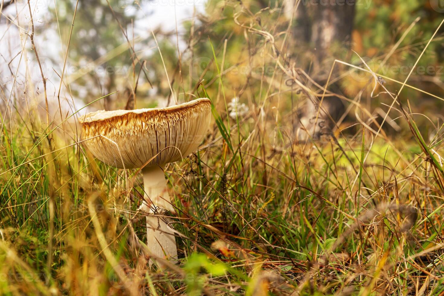 Fly agaric in dry grass in the autumn meadow against the background of sunlight. Dangerous mushrooms, beautiful fairy-tale mushrooms photo