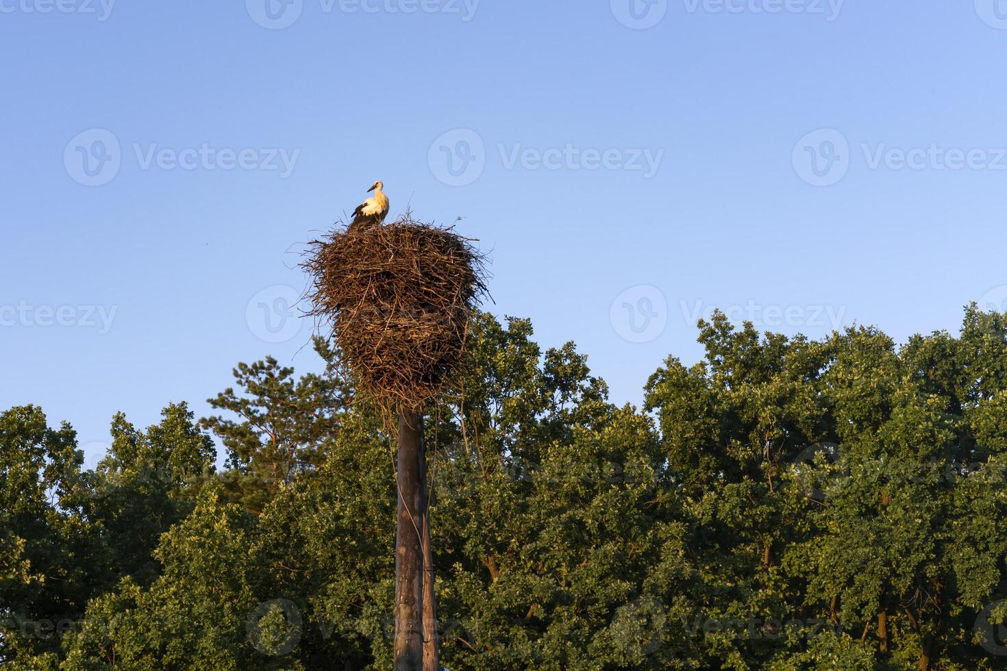The stork bird sits alone in a nest on a pole against a blue sky and trees. A quiet summer evening. photo