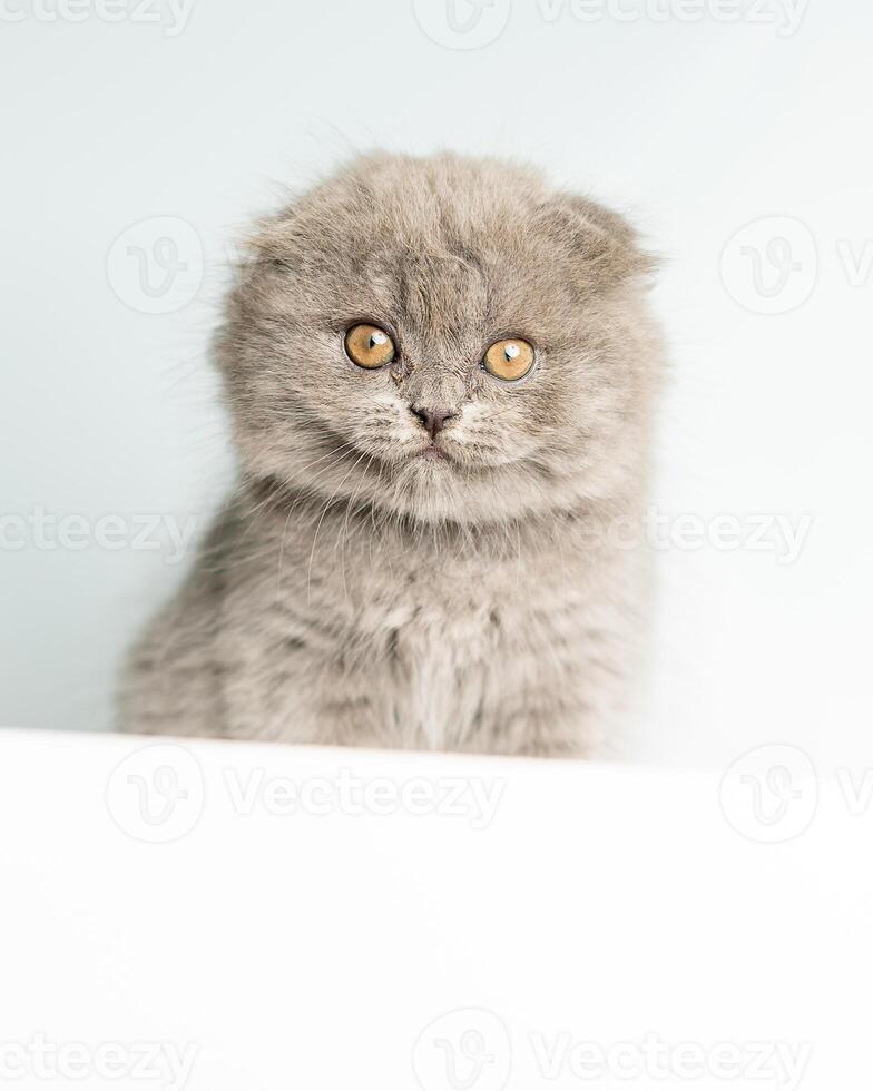 A Scottish Fold kitten sits on a blue background and looks into the camera. Advertising banner, pets photo