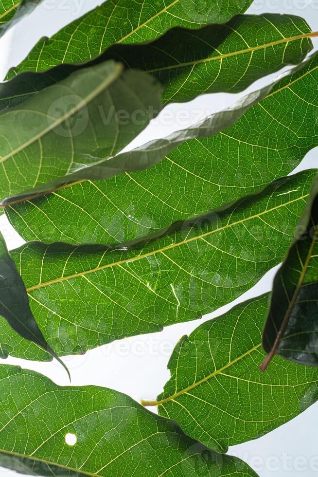 group of leaves texture close up macro isolated on why background photo