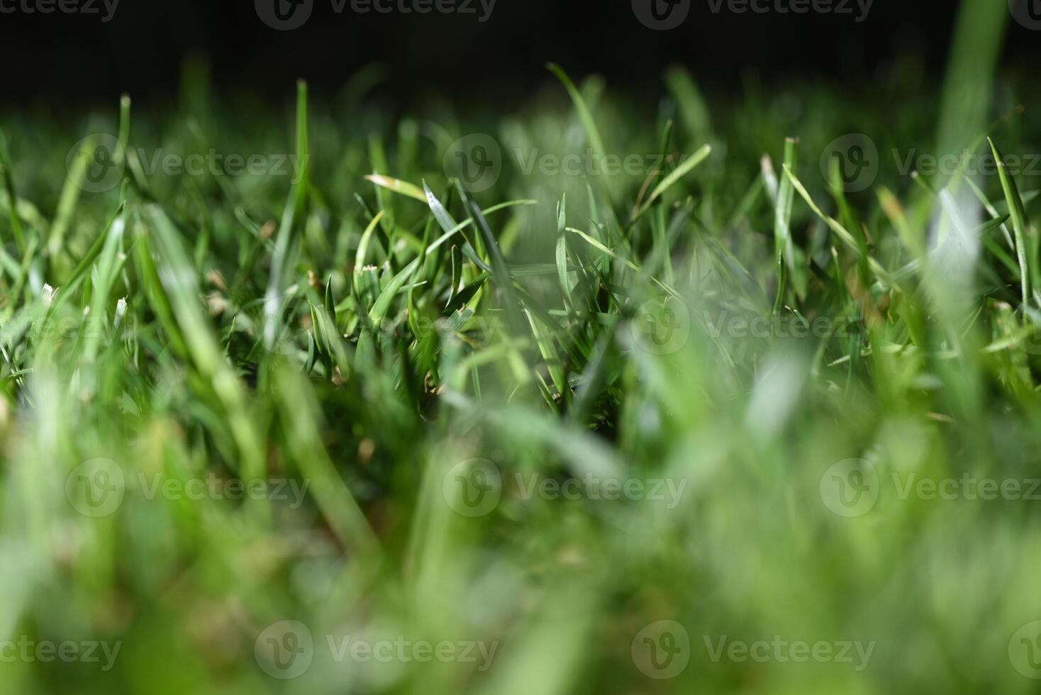Green fresh grass close up texture low angel photo