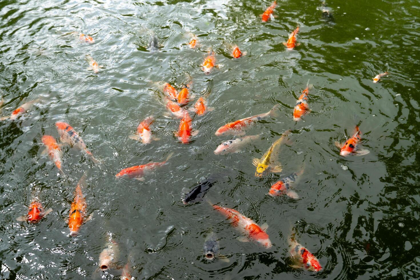 Above view of Koi fish swim on the surface of the water in large numbers. Koi fish are often used in Japanese gardens as symbols of good luck and prosperity. photo