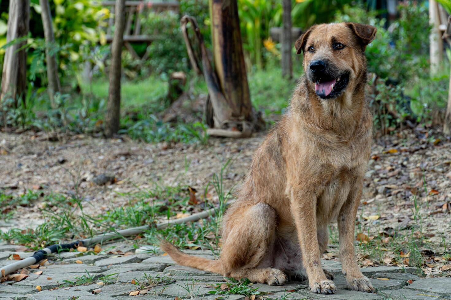 Brown male dog at Thailand sits tall on the ground. Background of garden of green grass and trees. photo