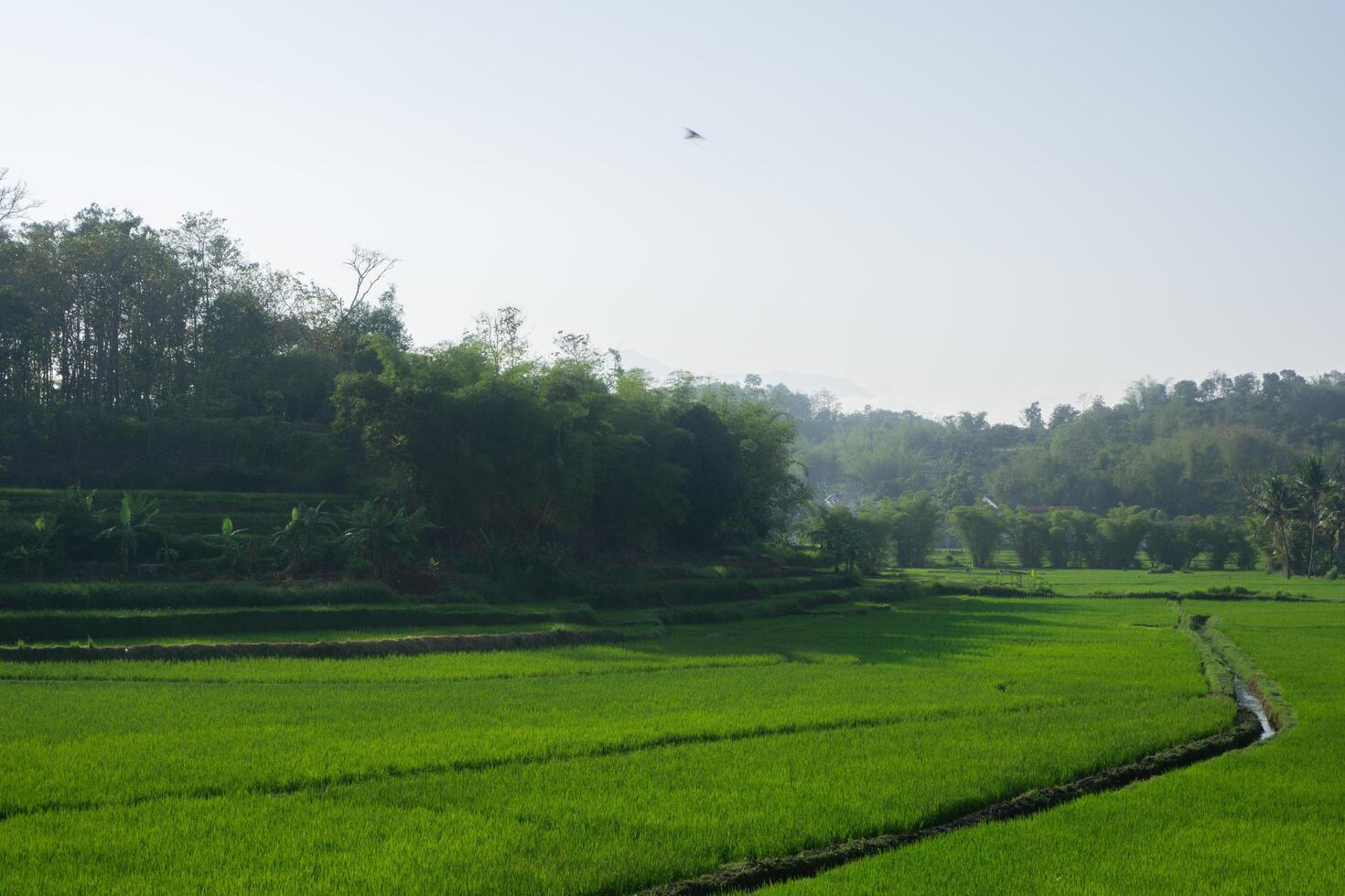 view of green rice fields with trees and sky photo