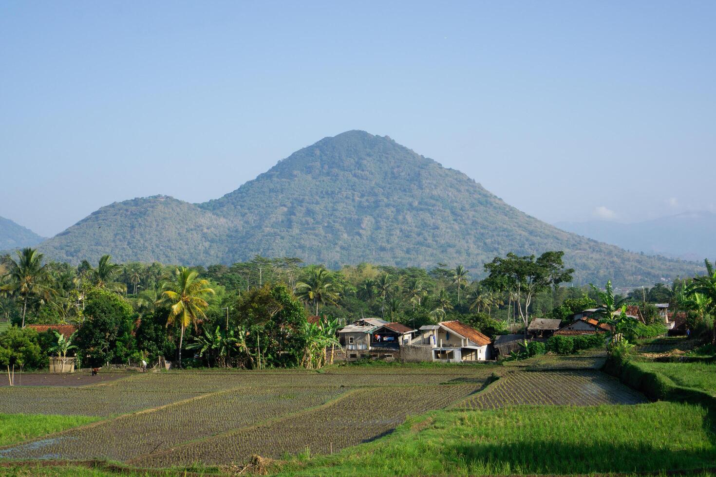 views of green rice fields with trees, mountains and clear skies photo