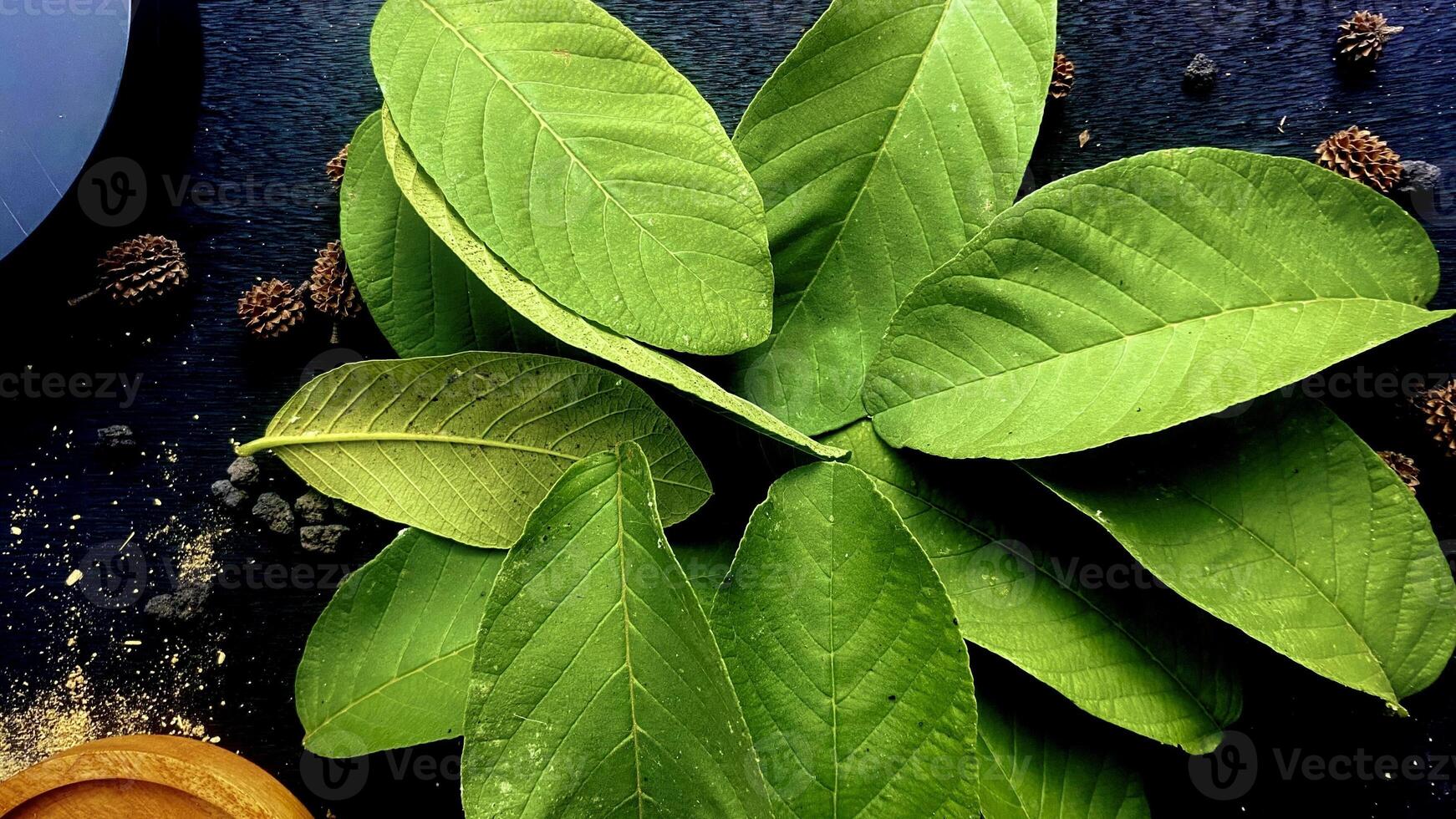 Green Leaves in dark photography photo