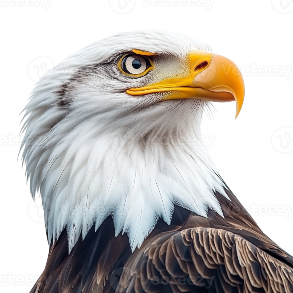 An eagle is shown in this image png