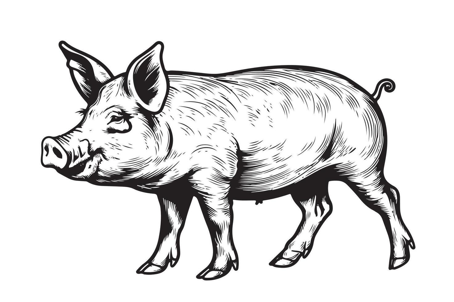 A black and white drawing of a pig vector