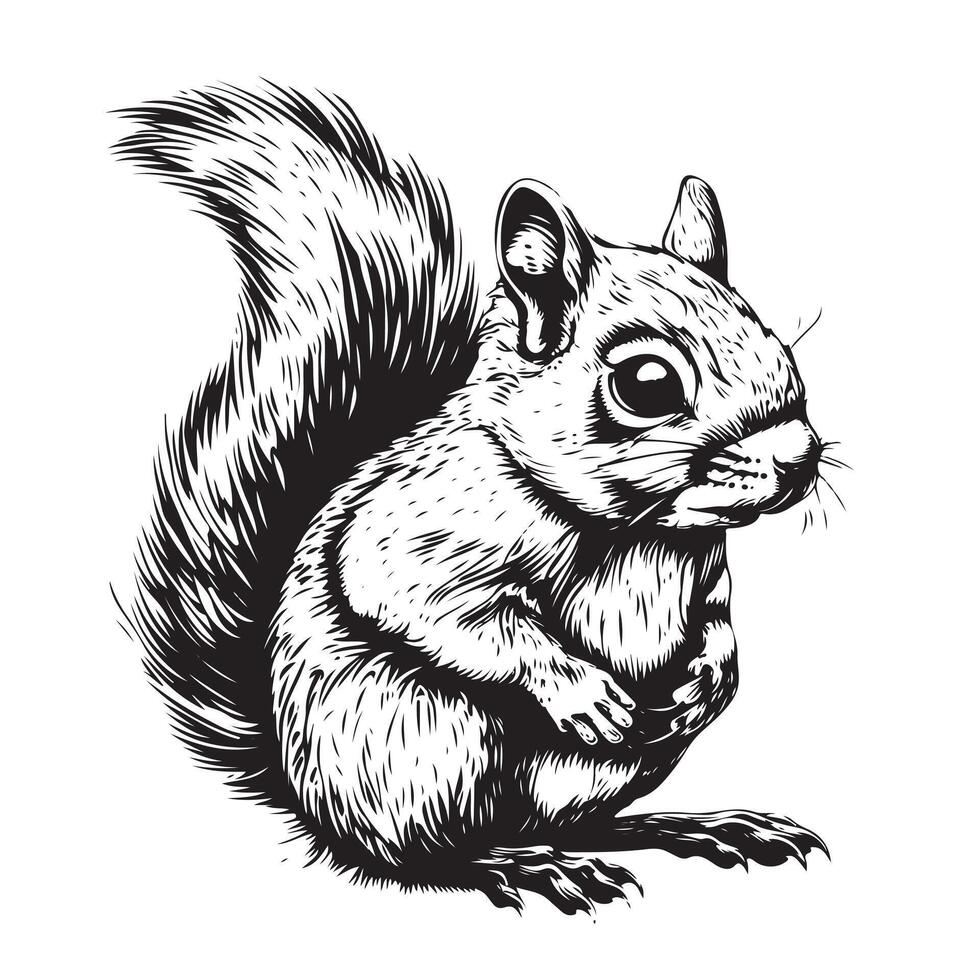 Squirrel sitting sketch hand drawn vector
