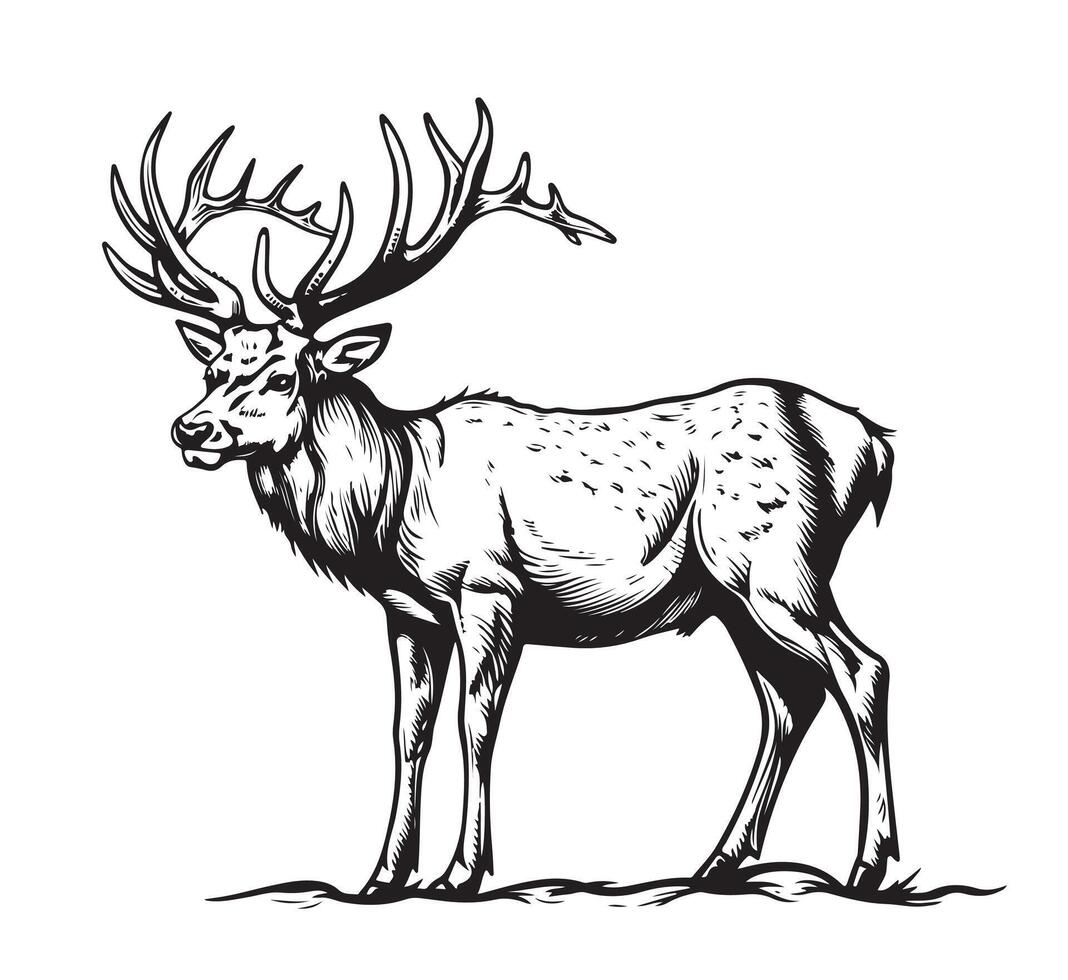 A black and white drawing of a deer vector
