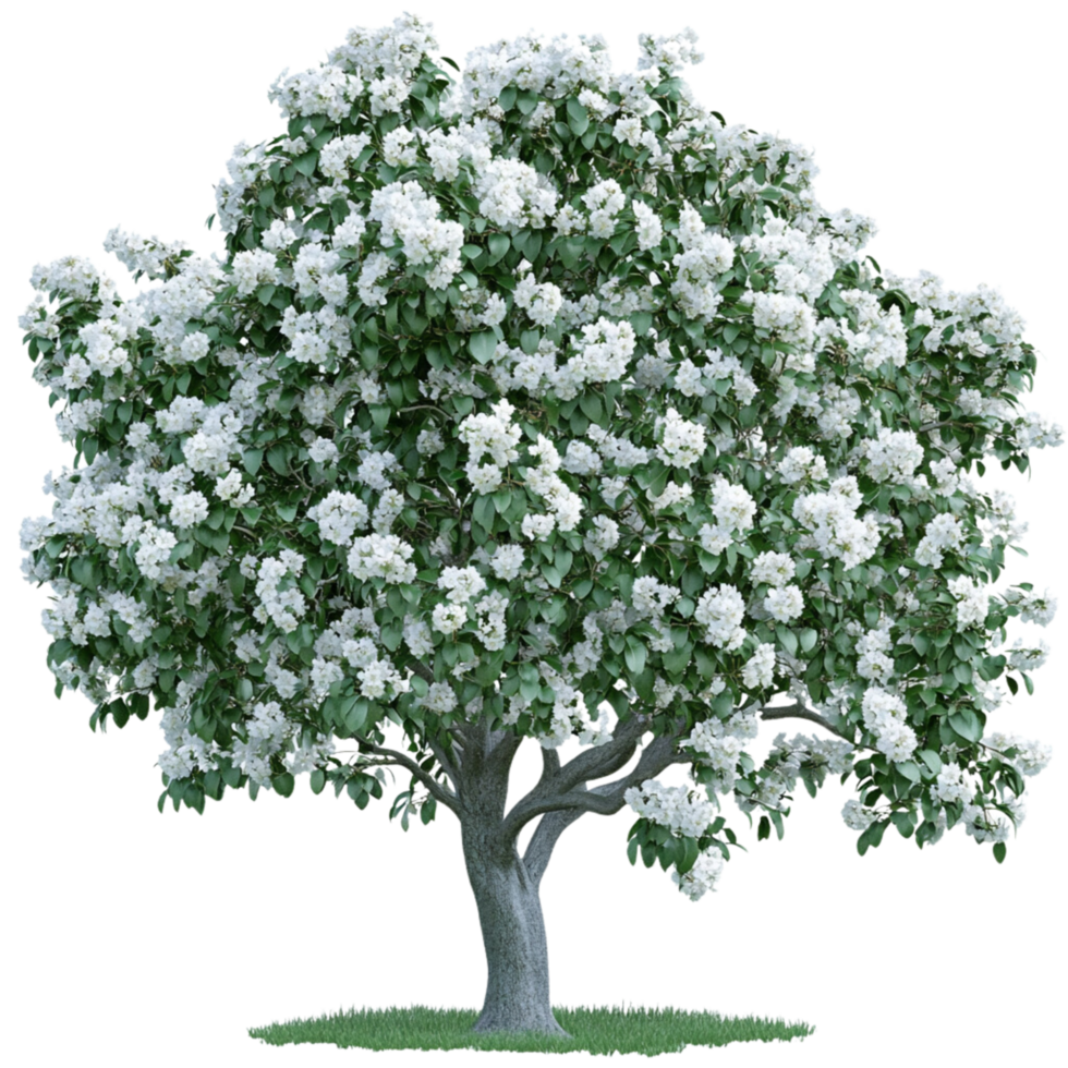 A large tree with white blossoms png