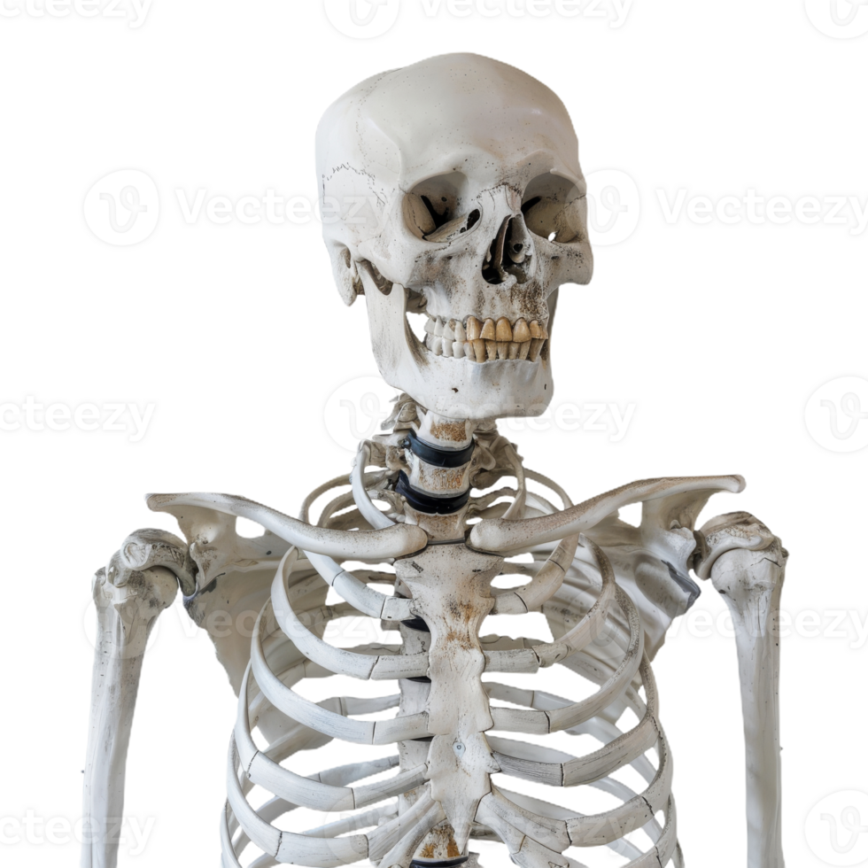 Human Skeleton Anatomy Model for Educational Use On Isolated Background png