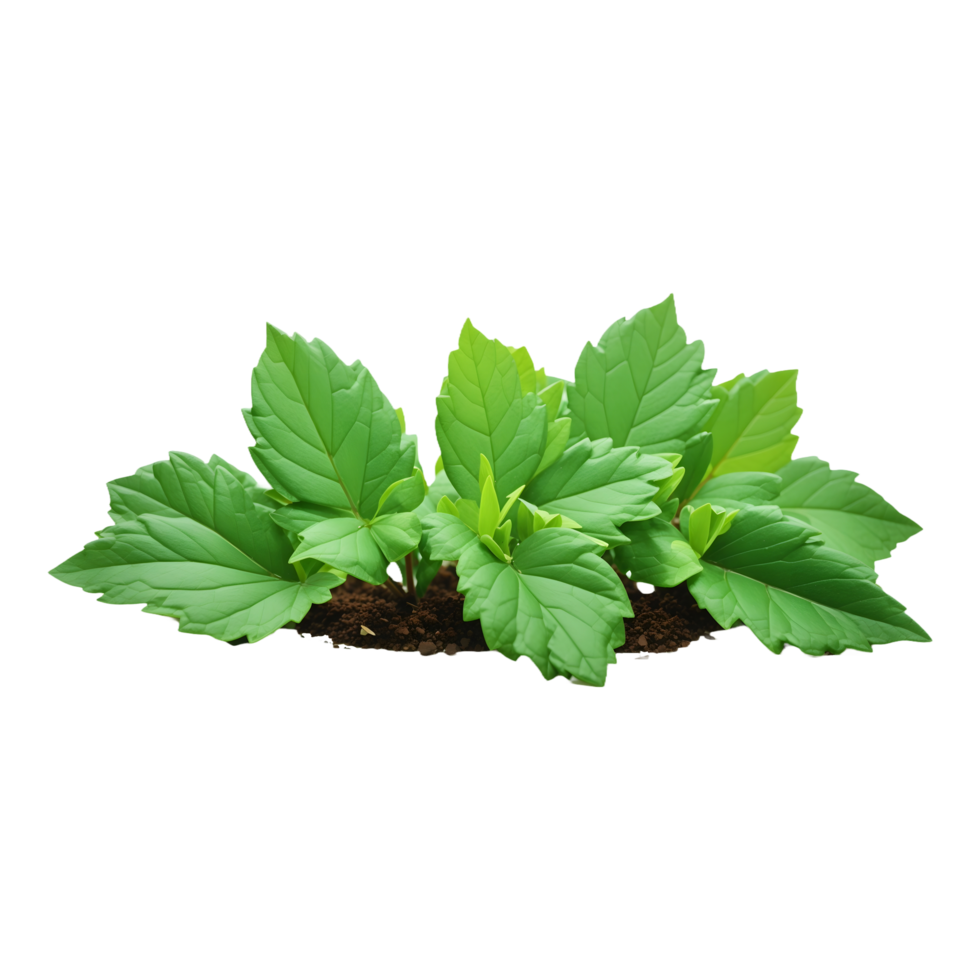 green leaves is growing out of a hole isolated on transparent background png