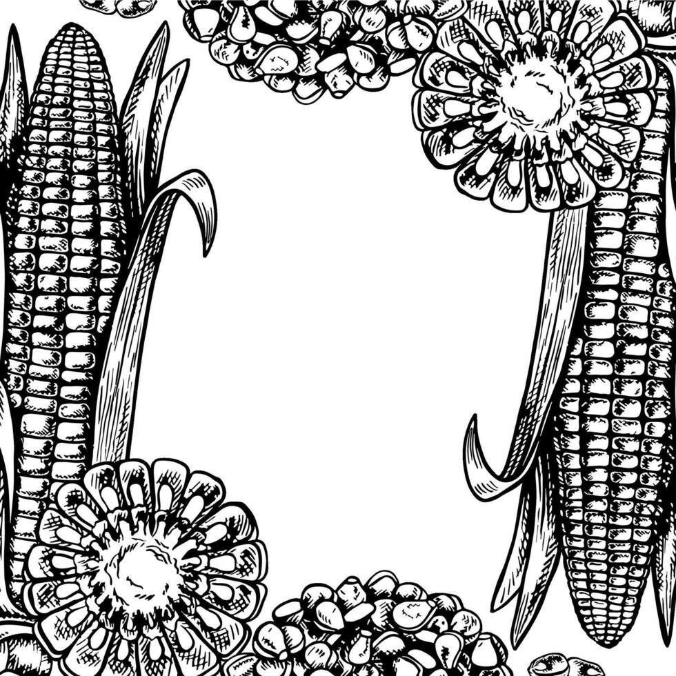 A frame with corn cobs, sliced and a handful of grains. graphic composition. A black and white hand-drawn illustration. On a white background. Great for labels, menus and packaging. vector