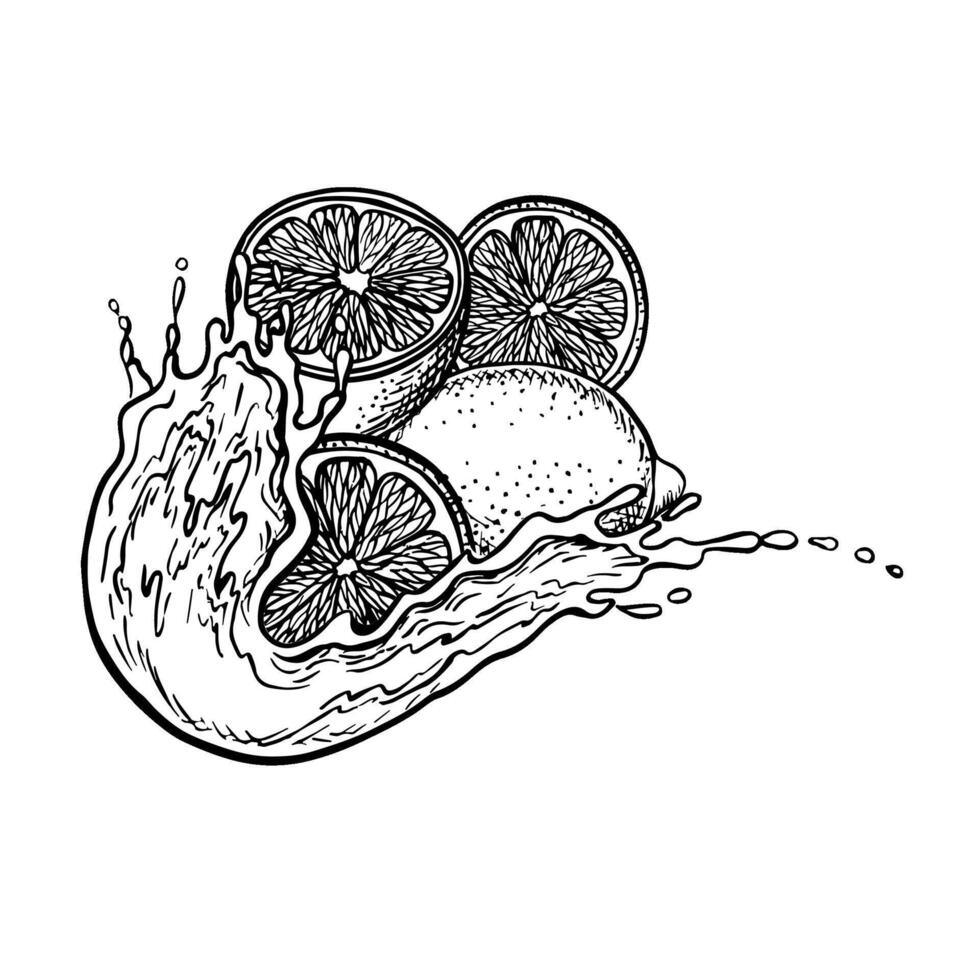 Lemons in a splash of juice. graphic illustration of sliced juicy lemon. Black and white hand drawn image of citrus fruits. For menus, labels, recipes, packaging. vector