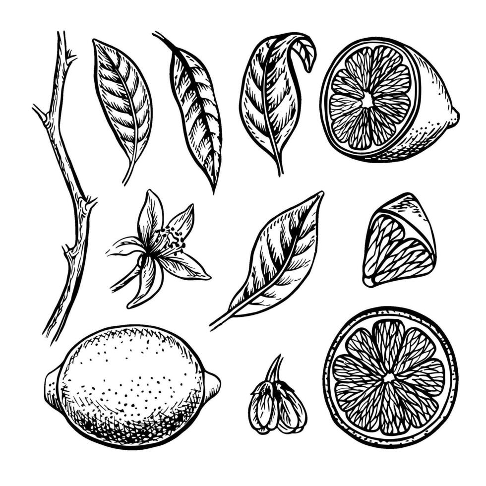 Set with lemons, whole, cut, halves and pieces, as well as lemon leaves and flowers. graphic illustration of citrus fruits. Black and white hand drawn image. Clip art on white background. vector