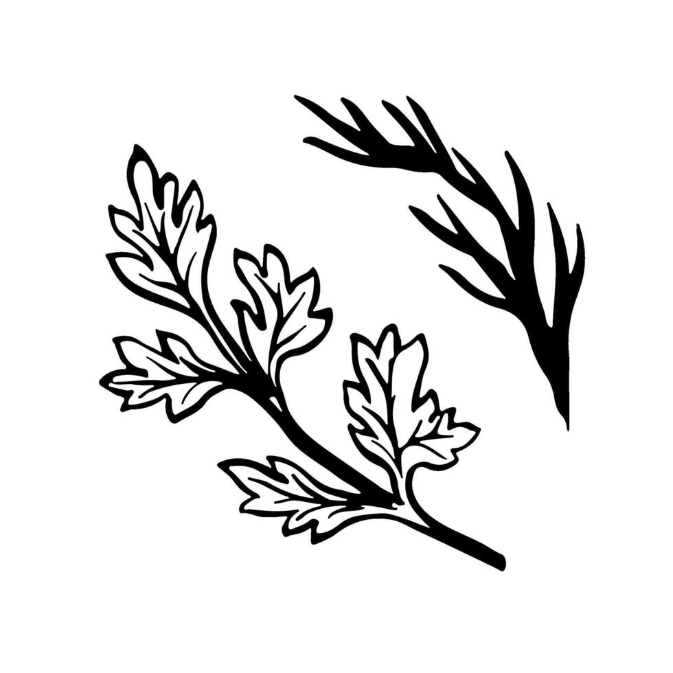 Celery and dill. graphics depicting parsley and fennel greens. A hand-drawn black and white culinary illustration. On a white background. For menus, posters, labels, cooking recipes, packages. vector