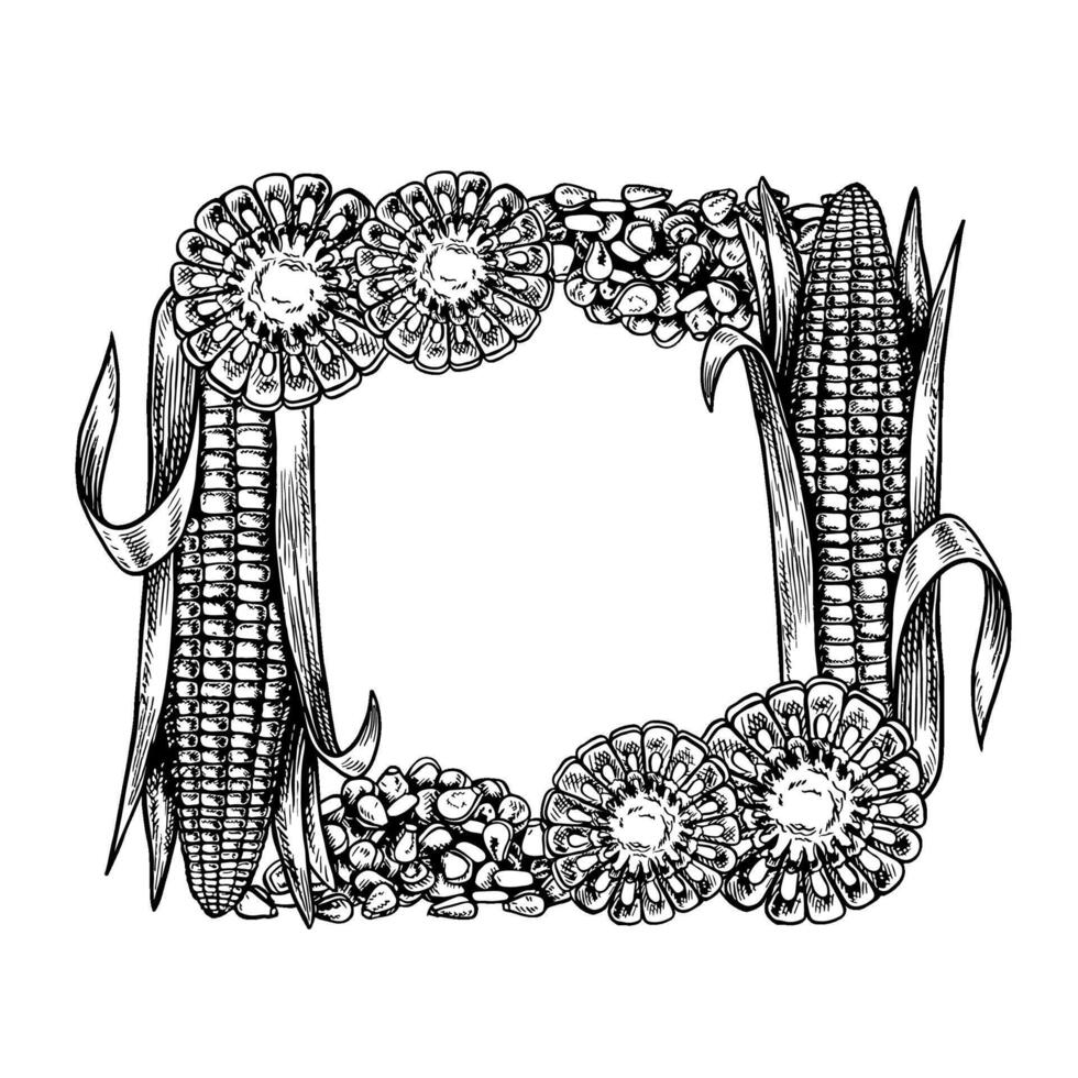 A frame with corn. graphics depicting sliced corn cobs and a handful of grains. A black and white hand-drawn illustration. On a white background. Great for labels, menus and packaging. vector