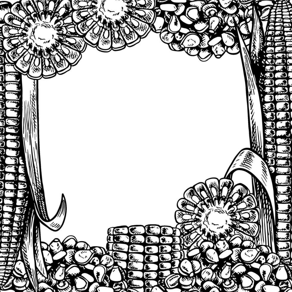 A frame with corn. graphics depicting a frame of sliced corn cobs and a handful of grains. A black and white hand-drawn illustration. On a white background. Great for labels, menus, packaging, vector
