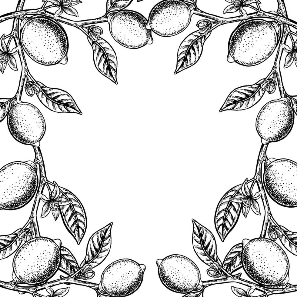Frame with lemon branches. graphic illustration of citrus fruits. Black and white hand drawn image. On a white background. Great for flyers, labels, recipe posters, stickers and packaging. vector
