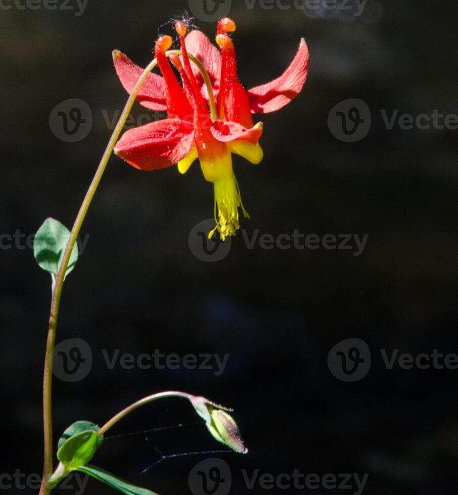 Close-up of red and yellow columbine flower photo