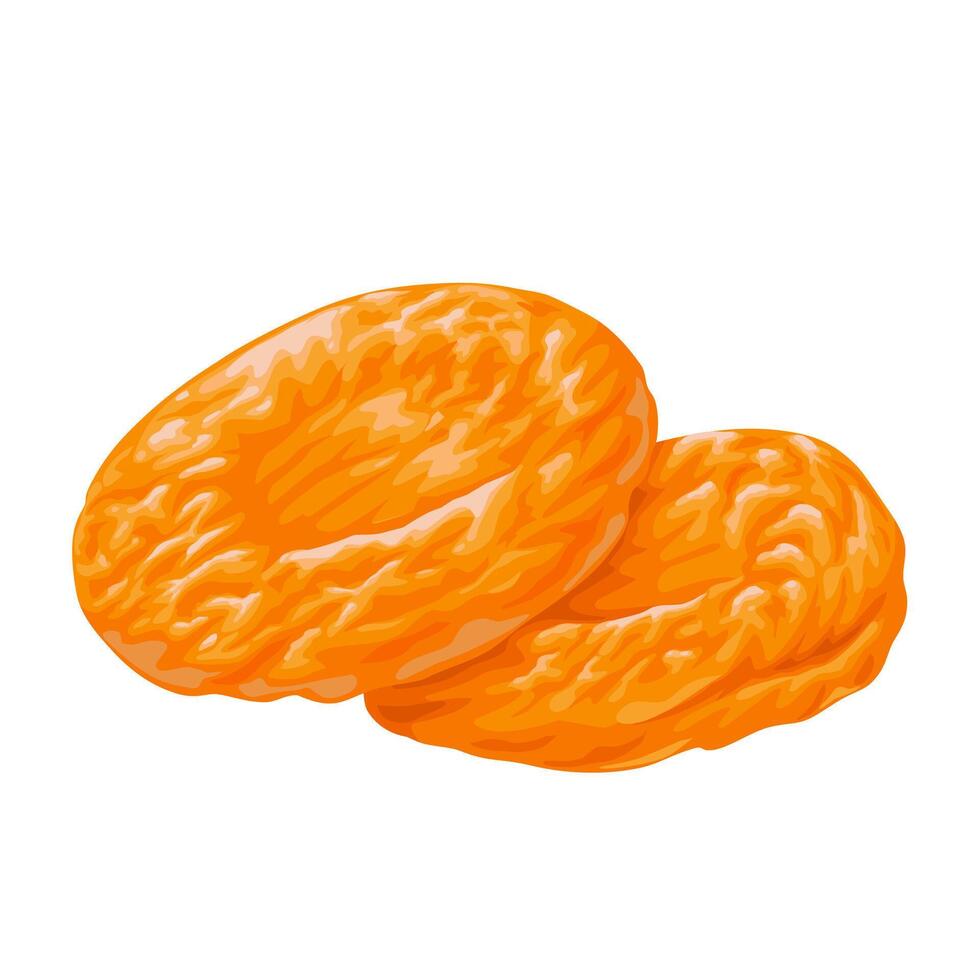 Illustration of dried apricots, isolated on white background. vector