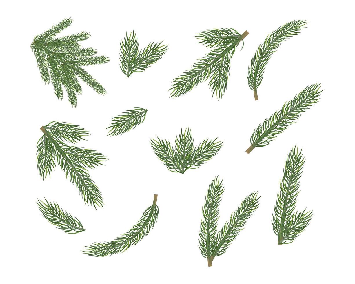 Christmas tree branches and leaves element vector